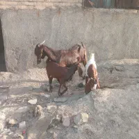 بز و بزغاله