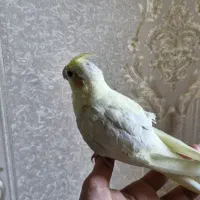 جوجه عروس هلندی