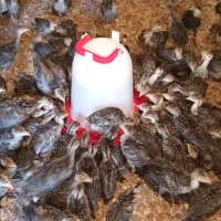 بوقلمون سیاه گوشتی/تخمگذار