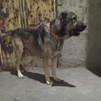 جفت یابی|سگ|ملارد, |دیوار