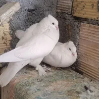 کبوتر سفید
