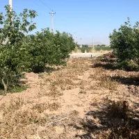 فروش باغ شهری