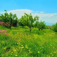 ۲۶۰۰ متر باغ قطره ای ۸ساله و بارده در پسته بیگ