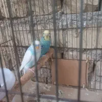 مرغ عشق