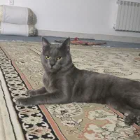 گربه اسکاتیش نر