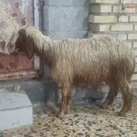 فروش بره