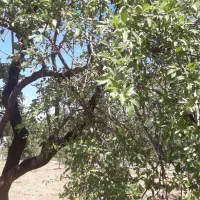 باغ-ویلا-رشتقون