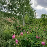 فروش گل محمدی