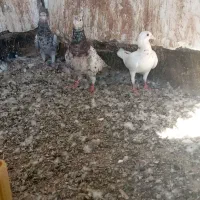 کفتر سار