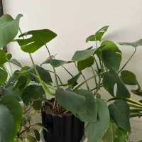 تعدادی گیاه پتوس و قاشقی و انجیری