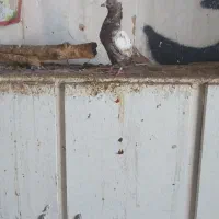 ۱عدد کبوتر جوجه دمبی