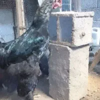 تخم برهما اصل