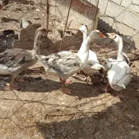 غاز