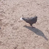 دم سفید|پرنده|باوی, |دیوار