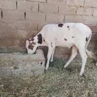 2عدد گوساله نر