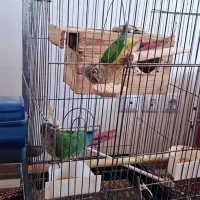 طوطی گیرینچیک نرو ماده