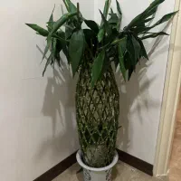 گلدان بامبو