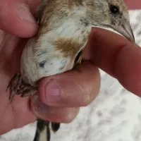 سهره