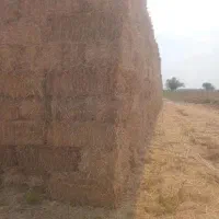کاه گندم درجه1