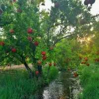 فروش-باغچه-در-بهترین-نقطه-خفر-باب-انار
