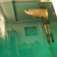 ماهی اروانا  شناسنامه دار