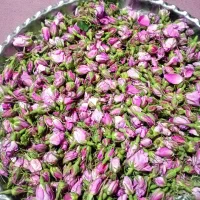 گل باخی نوبرانه
