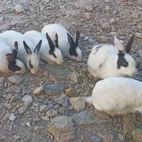 خرگوش بالغ 1نر 4 ماده