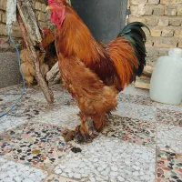 مرغ و خروس برهما