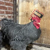 مرغ و خروس زینتی پلی موت راک