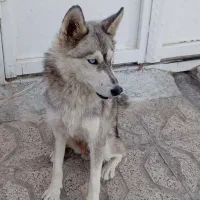 هاسکی|سگ|چناران, |دیوار