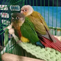 گرینچیک۱ساله و ۵ماهه سخنگو