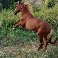 اسب|اسب و تجهیزات اسب‌سواری|هوراند, |دیوار