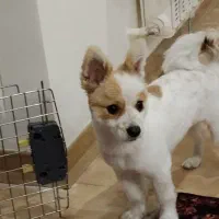 سگ پامرانین اشپیتژ