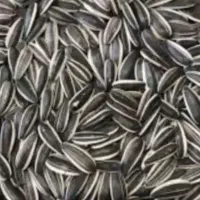 تخمه آفتاب گردان s400  تو پر