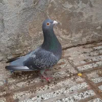 ماده درجه یک