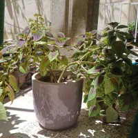 گل حسن یوسف ۲عدد و یدونه شمعدونی