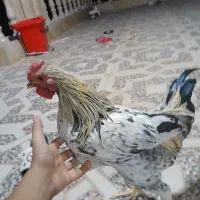 خروس شصت پوپ