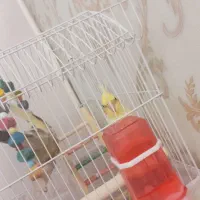 ۲عدد عروس نر و ماده