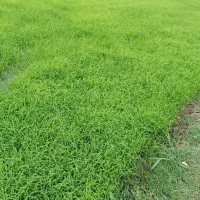 بذرشالی‌دم‌سیاه