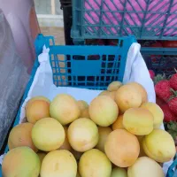 میوه تازه خود را درب منزل در شهرستان دهگلان