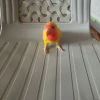 کوتوله برزیلی صورت هلوی