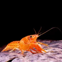 کامبارلوس نارنجی