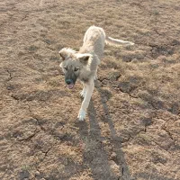 سگ سرابی 6ماه