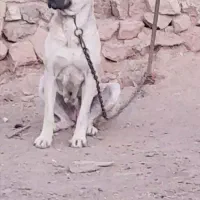 سگ نگهبان سراب ماده اصیل