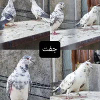 ۶عدد کفتر پرشی نر ماده و جفت