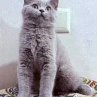 بچه گربه بریتیش بلو سه ماهه