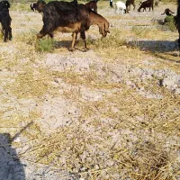 بز آبستن دوکهره ای