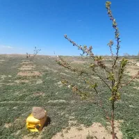 زمین زراعی سنددار
