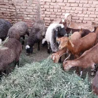 گوسفند نر و مایه