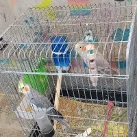 یک جفت عروس هلندی نر و ماده